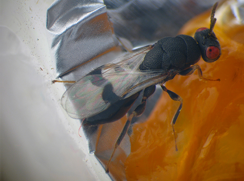 Cynipidae: Andricus quercustozae con parassitoide